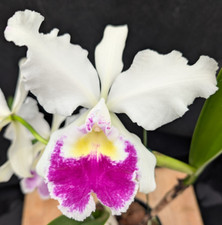 Cattleya orchid warscewiczii for sale  Mountain View