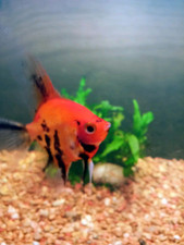 Beautiful orange high for sale  Henrico