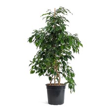 Ficus benjamina danielle usato  Pontinia