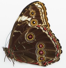 schmetterling morpho gebraucht kaufen  München