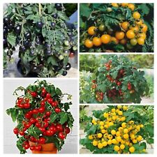 Pomodori nani colorati usato  Spedire a Italy