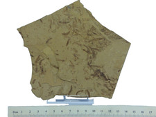 Fossil insect larvae for sale  CIRENCESTER