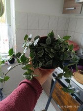 Hoya krohniana splash gebraucht kaufen  Rheinbach