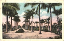 Cartão postal Palm Trees, An Avenue of Royal Palms, Flórida, usado comprar usado  Enviando para Brazil