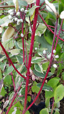 Cornus alba elegantissima d'occasion  Mont-près-Chambord