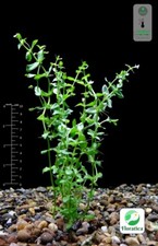 Bacopa caroliniana live for sale  LEAMINGTON SPA