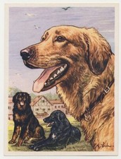 Hovawart dog dog d'occasion  Expédié en Belgium