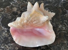 Pink queen conch for sale  Van Buren