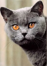 Tierkarte katze postkarte gebraucht kaufen  Lindau (Bodensee)