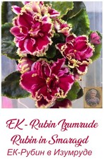 African violet rubin gebraucht kaufen  Wasserliesch