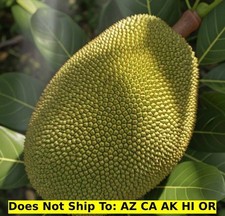 Jackfruit fruit tree for sale  Homestead