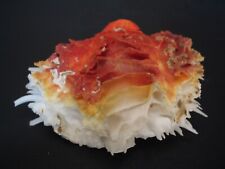 Spectacular colors..spondylus  for sale  Lakeland