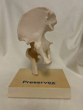 Human anatomical hip for sale  STOKE-ON-TRENT