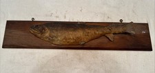 1905 mounted trout for sale  Keene