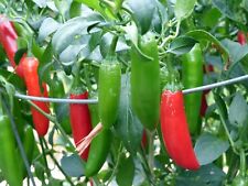 Serrano hot chili for sale  Deltona
