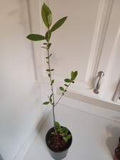 Red chokeberry berry for sale  Leland
