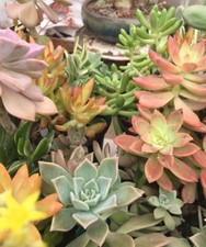 Assorted succulent cuttings for sale  Temecula