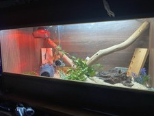 corn snakes for sale corn snakes for sale LEOMINSTER