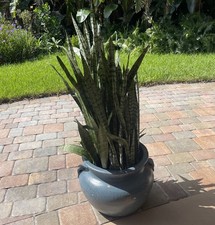 Rooted snake plant for sale  Naples