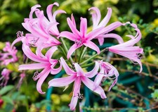 Nerine bowdenii bulbs for sale  CRAWLEY