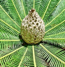 Dioone edule palma usato  Napoli