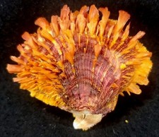 Spondylus calcifer seashell for sale  Raleigh