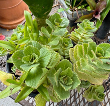 Bright green mint for sale  La Jolla