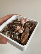 Tiny pachyveria pachyphytoides for sale  MALVERN
