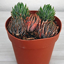Succulent haworthiopsis reinwa for sale  San Jose