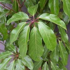Schefflera amate umbrella for sale  BECCLES