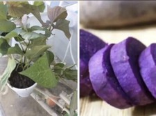 Rooted purple cup for sale  Riverview
