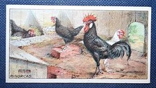 Cartão ilustrado MINORCA CHICKENS vintage 1916   comprar usado  Enviando para Brazil
