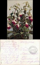 Ansichtskarte fuchsia hybrida gebraucht kaufen  Ortrand