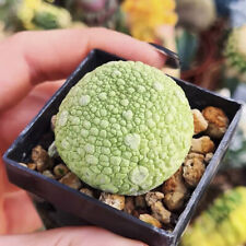 2cm succulent cactus for sale  Shipping to United Kingdom