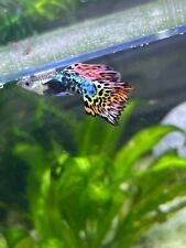 Trio live aquarium for sale  Wilmington