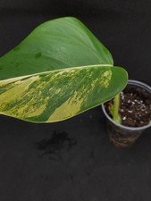 Monstera aurea marmorata gebraucht kaufen  Siegen