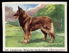Belgian shepherd dog for sale  UK