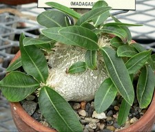 Pachypodium brevicaule samen gebraucht kaufen  Berlin
