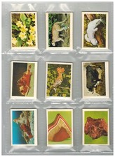 Flora fauna minerali usato  Italia