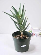 Rooted aloe california for sale  Chula Vista