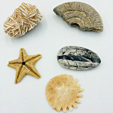 Collection fossils prehistoric for sale  SUTTON COLDFIELD