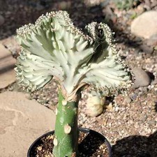 Euphorbia lactea crested for sale  Fresno