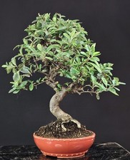 Bonsai pyracantha anni usato  Cison di Valmarino