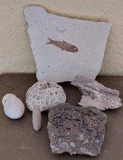 Konvolut fossilien versteinert gebraucht kaufen  Burgschwalbach, Holzheim, Isselbach