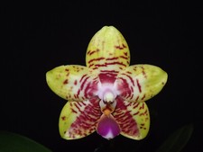 Phalaenopsis rchid gebraucht kaufen  Dortmund