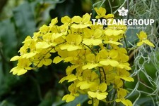 Oncidium onustum small for sale  Miami