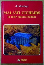 Konings malawi cichlids for sale  LLANWRDA