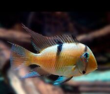 Bandit cichlid guianacara for sale  BUNGAY