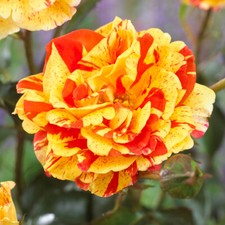 potted rose for sale potted rose for sale PETERBOROUGH