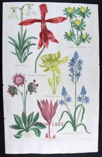 1757 antica stampa usato  Urbino